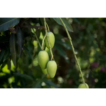 Green Mango Plants